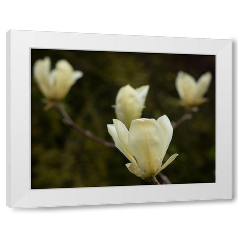 Tulip Tree Flowers White Modern Wood Framed Art Print by Johnson, George