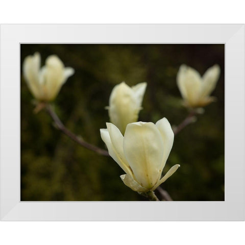Tulip Tree Flowers White Modern Wood Framed Art Print by Johnson, George