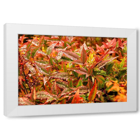 After the Rain White Modern Wood Framed Art Print by Johnson, George