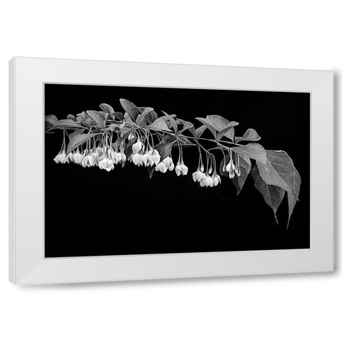 Japanese Snowbell White Modern Wood Framed Art Print by Johnson, George