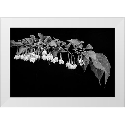 Japanese Snowbell White Modern Wood Framed Art Print by Johnson, George