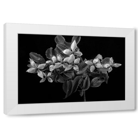 In From the Rain White Modern Wood Framed Art Print by Johnson, George