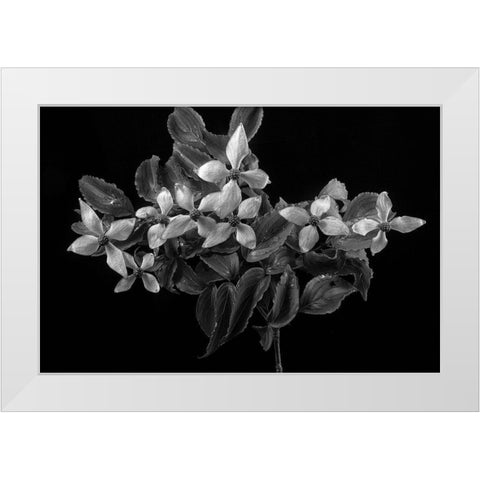 In From the Rain White Modern Wood Framed Art Print by Johnson, George