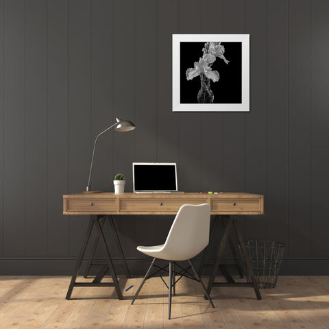 White Iris White Modern Wood Framed Art Print by Johnson, George