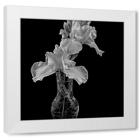 White Iris White Modern Wood Framed Art Print by Johnson, George