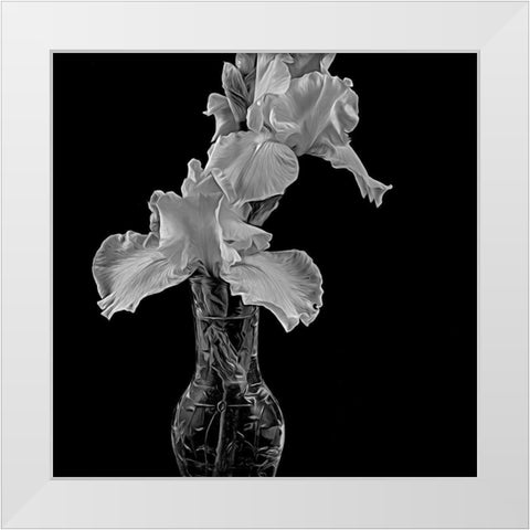 White Iris White Modern Wood Framed Art Print by Johnson, George