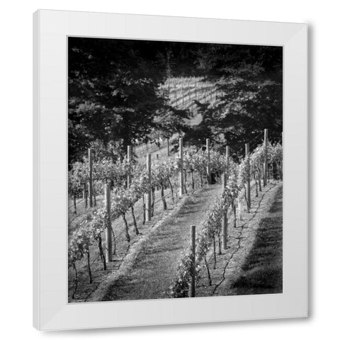 Vineyard I White Modern Wood Framed Art Print by Larson, Scott