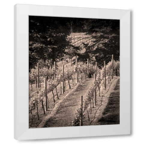 Vineyard III White Modern Wood Framed Art Print by Larson, Scott