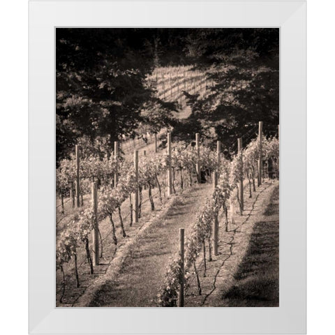 Vineyard III White Modern Wood Framed Art Print by Larson, Scott