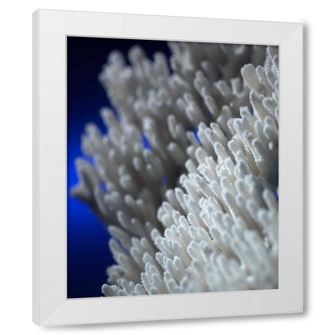 Sea Coral II White Modern Wood Framed Art Print by Larson, Scott