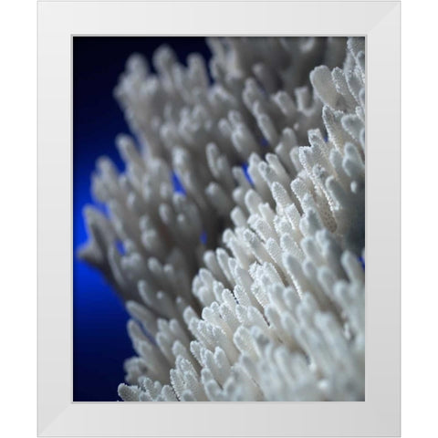 Sea Coral II White Modern Wood Framed Art Print by Larson, Scott