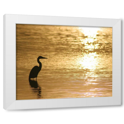 Estuary III White Modern Wood Framed Art Print by Larson, Scott