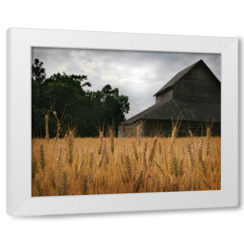 Harvest Time I White Modern Wood Framed Art Print by Larson, Scott