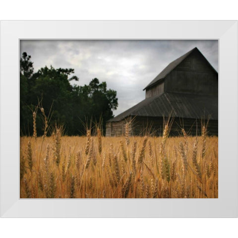 Harvest Time I White Modern Wood Framed Art Print by Larson, Scott