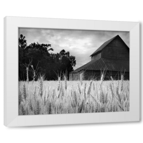 Harvest Time II White Modern Wood Framed Art Print by Larson, Scott