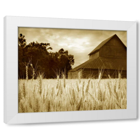 Harvest Time III White Modern Wood Framed Art Print by Larson, Scott