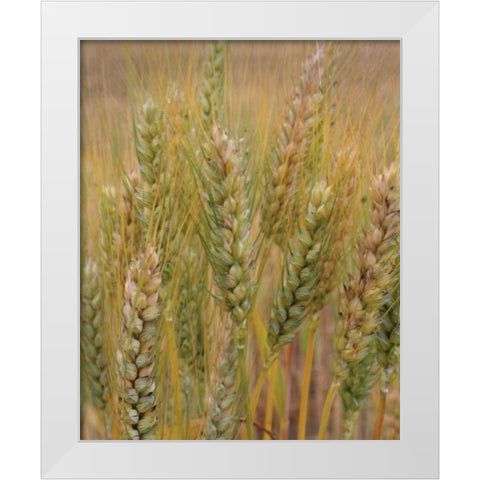 Turning Grain I White Modern Wood Framed Art Print by Larson, Scott