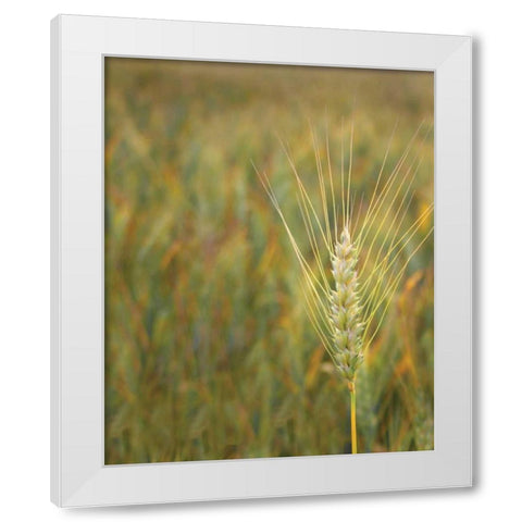 Turning Grain II White Modern Wood Framed Art Print by Larson, Scott
