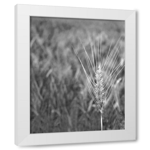 Turning Grain III White Modern Wood Framed Art Print by Larson, Scott