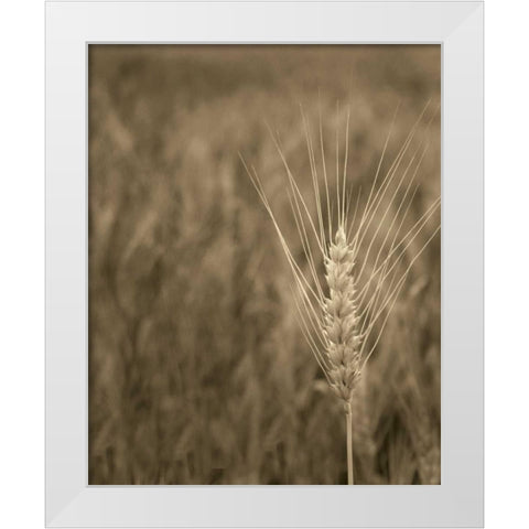 Turning Grain IV White Modern Wood Framed Art Print by Larson, Scott