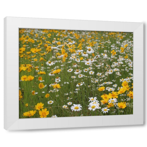 High Meadow II White Modern Wood Framed Art Print by Larson, Scott