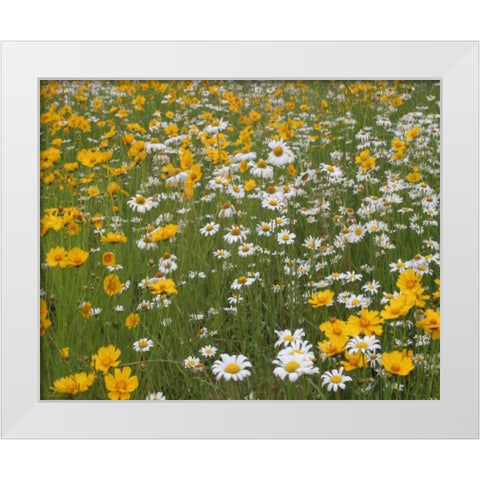 High Meadow II White Modern Wood Framed Art Print by Larson, Scott