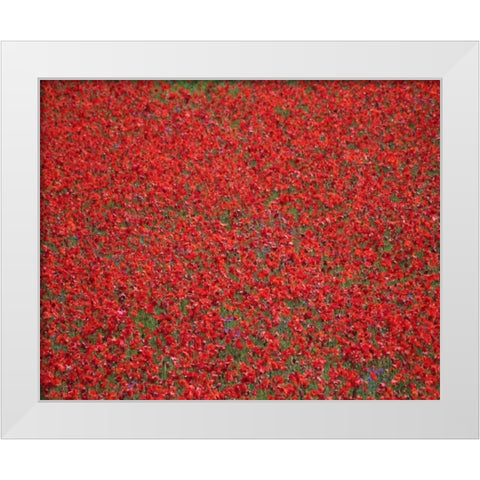 Poppy Field II White Modern Wood Framed Art Print by Larson, Scott