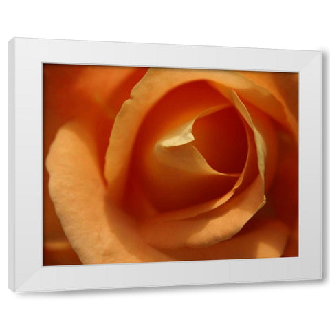 Single Rose I White Modern Wood Framed Art Print by Larson, Scott