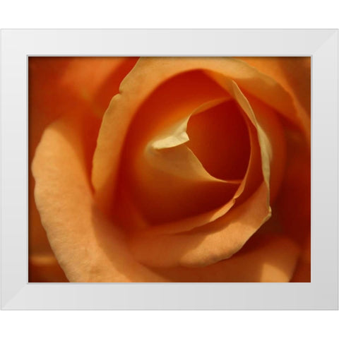 Single Rose I White Modern Wood Framed Art Print by Larson, Scott