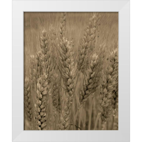 Turning Grain V White Modern Wood Framed Art Print by Larson, Scott