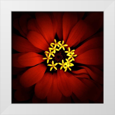 Red Zinnia White Modern Wood Framed Art Print by Leahy, Ike