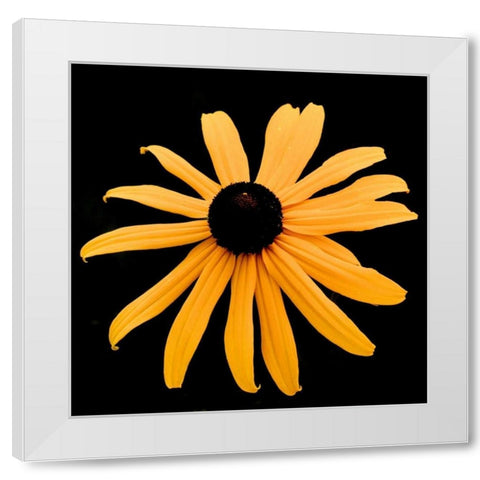 Rebecca Daisy White Modern Wood Framed Art Print by Leahy, Ike
