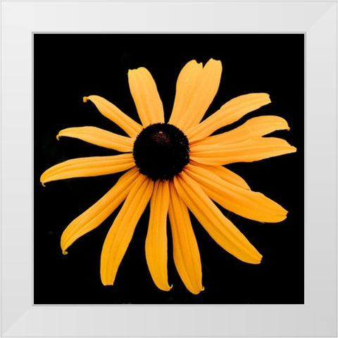 Rebecca Daisy White Modern Wood Framed Art Print by Leahy, Ike