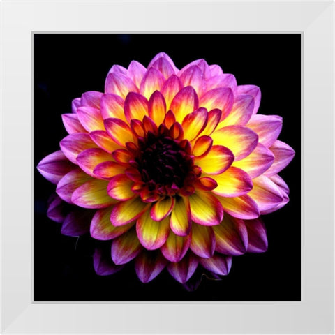 Dahlia White Modern Wood Framed Art Print by Leahy, Ike