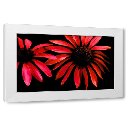 Red Echinacea White Modern Wood Framed Art Print by Leahy, Ike