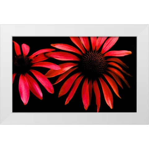 Red Echinacea White Modern Wood Framed Art Print by Leahy, Ike