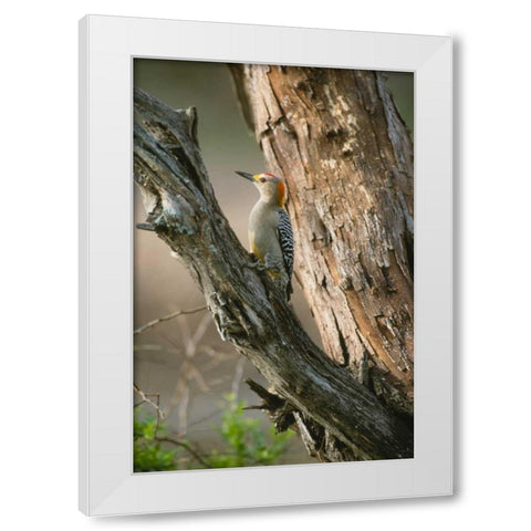 Ladder Back Woodpecker White Modern Wood Framed Art Print by Leahy, Ike