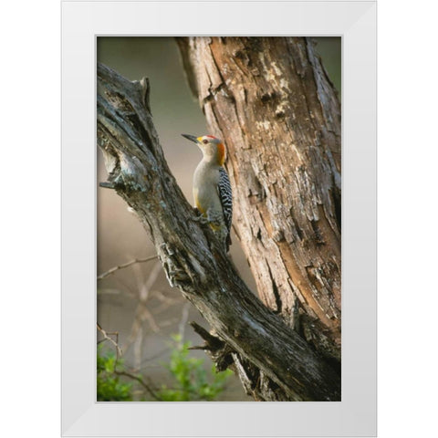 Ladder Back Woodpecker White Modern Wood Framed Art Print by Leahy, Ike