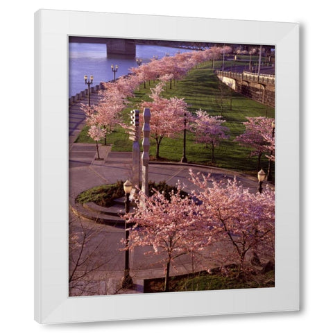 Spring in Portland White Modern Wood Framed Art Print by Leahy, Ike