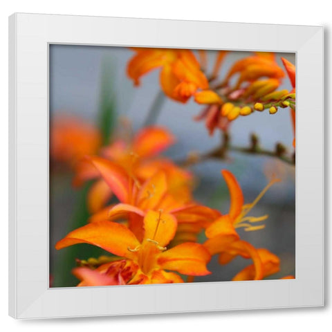 Orange Lilies I White Modern Wood Framed Art Print by Leahy, Ike