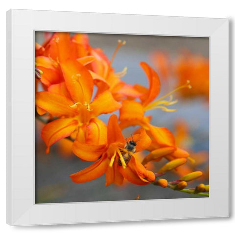 Orange Lilies II White Modern Wood Framed Art Print by Leahy, Ike