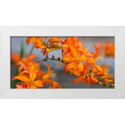 Orange Lilies III White Modern Wood Framed Art Print by Leahy, Ike