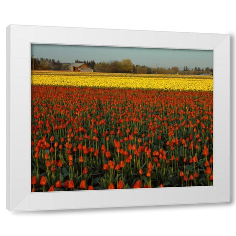 Tulips in Mt. Vernon White Modern Wood Framed Art Print by Leahy, Ike