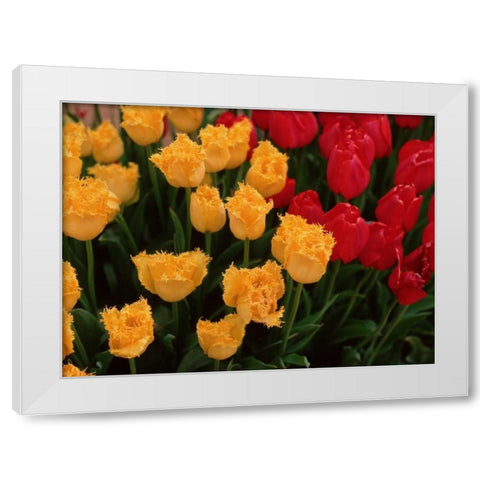 Tulips White Modern Wood Framed Art Print by Leahy, Ike