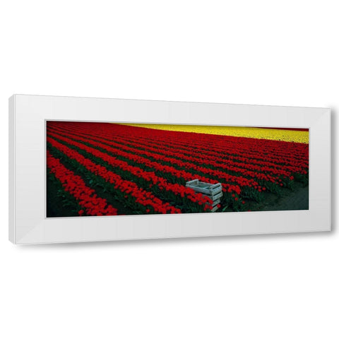 Spring Tulips White Modern Wood Framed Art Print by Leahy, Ike