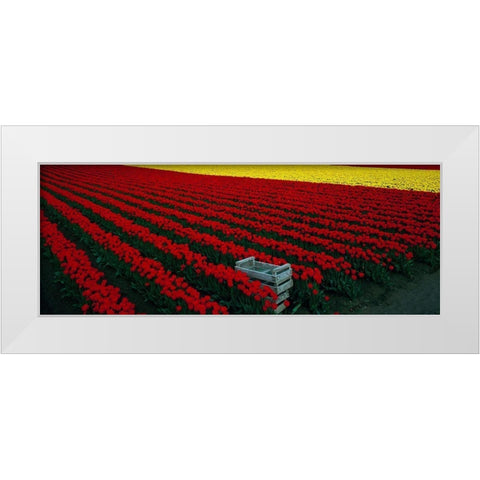 Spring Tulips White Modern Wood Framed Art Print by Leahy, Ike