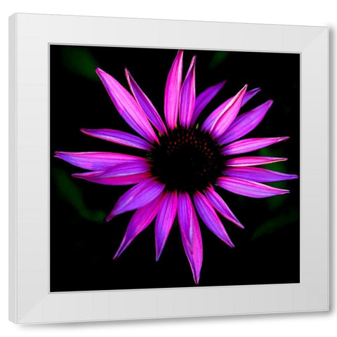 Pink Cone Flower White Modern Wood Framed Art Print by Leahy, Ike