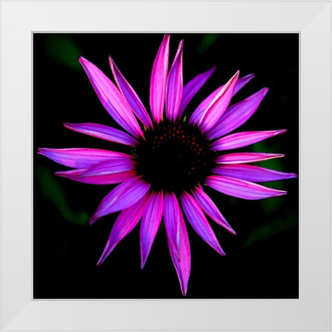 Pink Cone Flower White Modern Wood Framed Art Print by Leahy, Ike