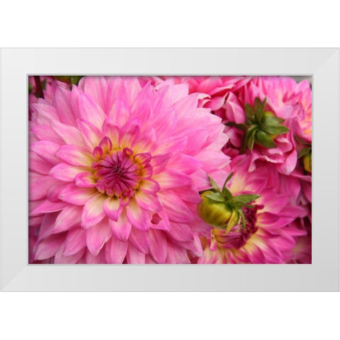 Spring Garden II White Modern Wood Framed Art Print by Love, Maureen