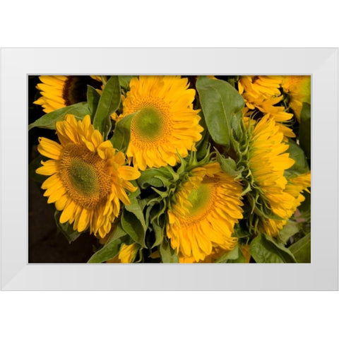 Sunflower I White Modern Wood Framed Art Print by Love, Maureen
